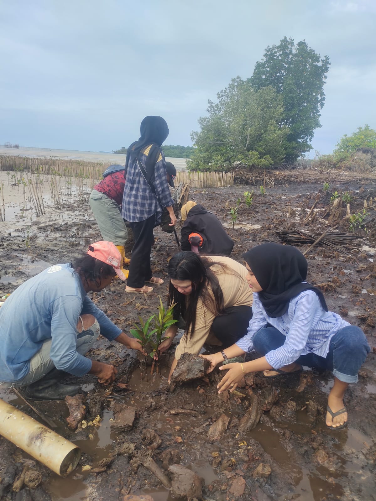Magang Sosial Students Planting Mangrove on site