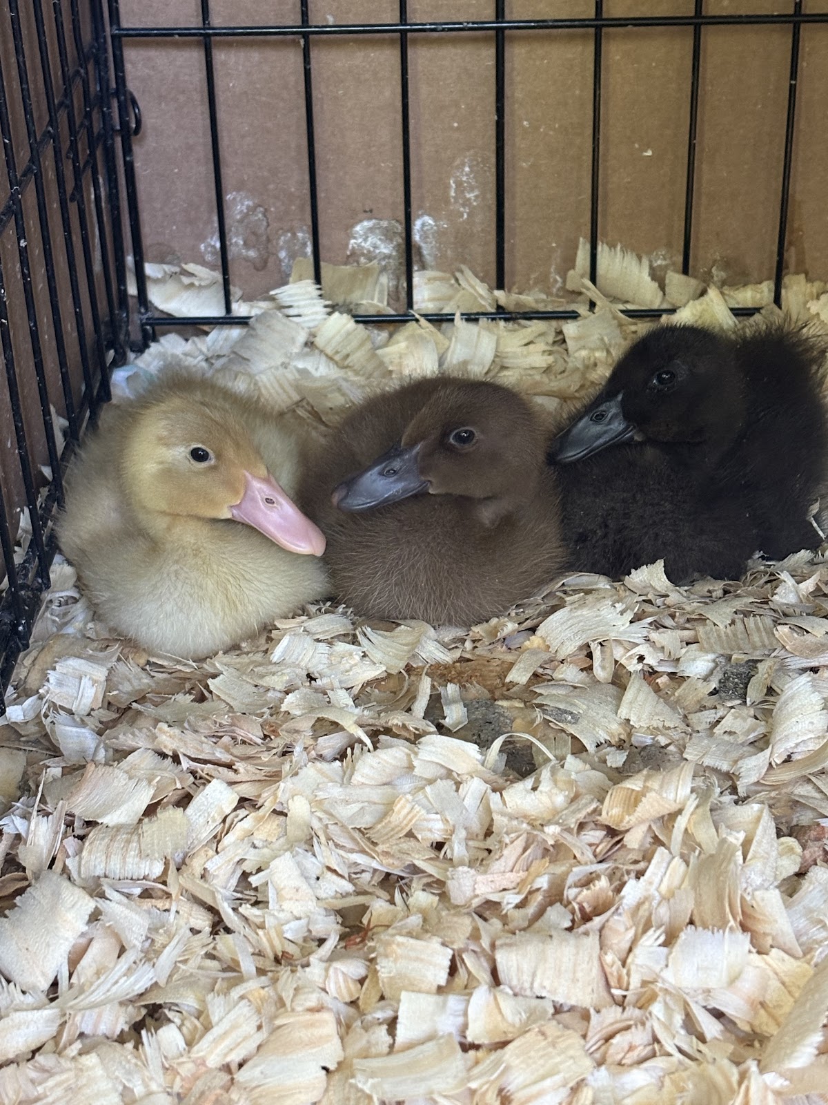 Fawn & White Runner Duck
