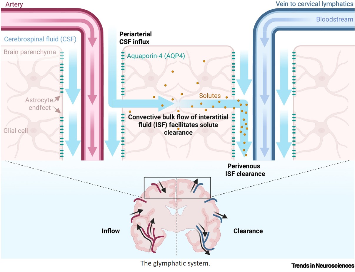 Exercise as a regulator of glymphatic function