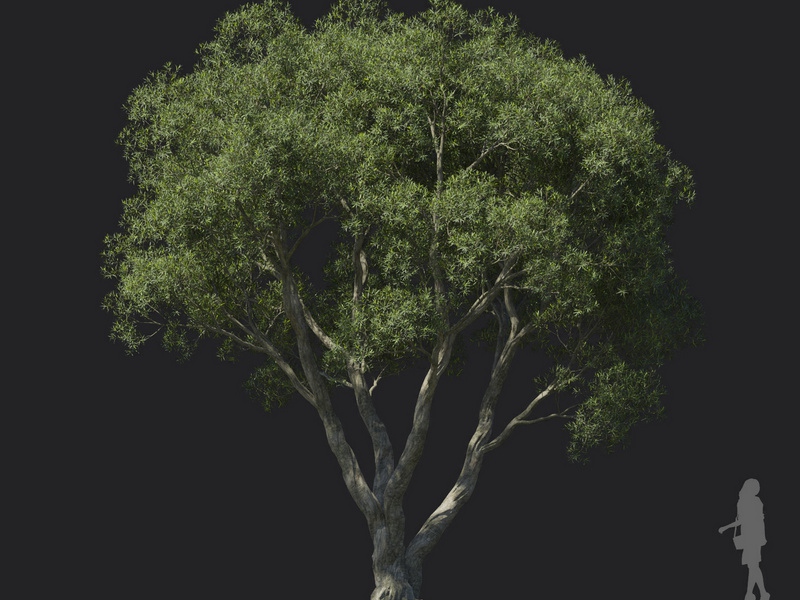 Maxtree - Plant Models Vol.121