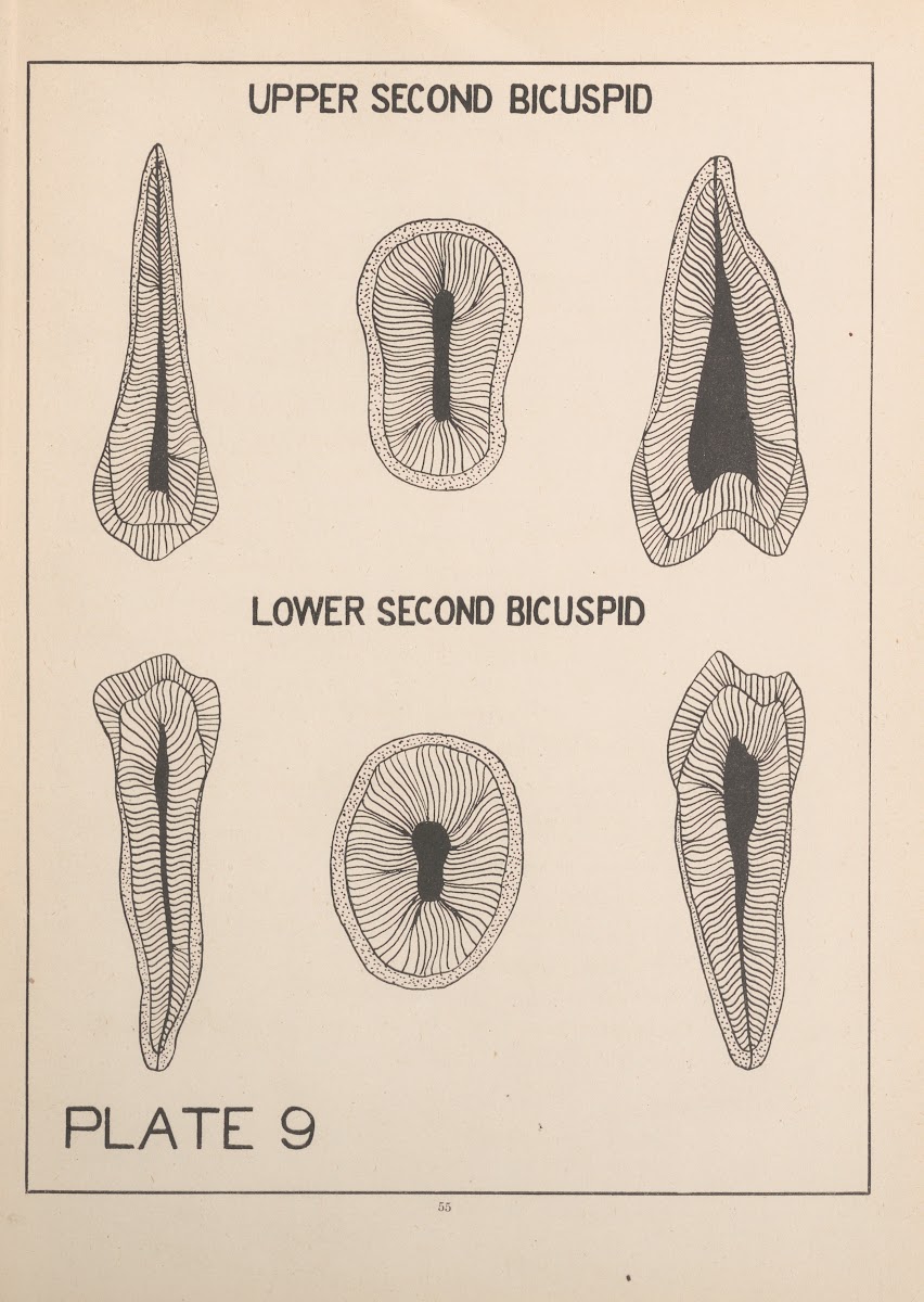 Upper And Lower Second Bicuspid 1924