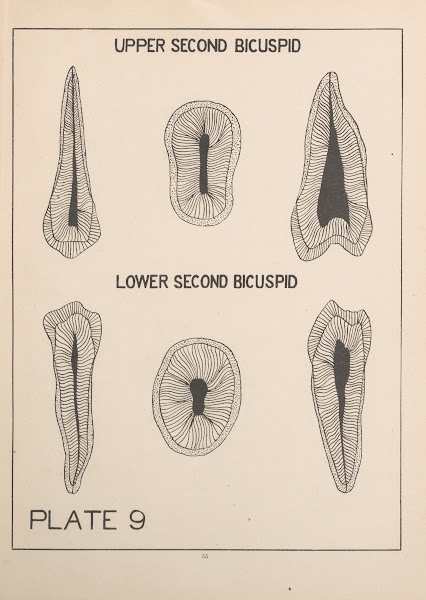 Upper And Lower Second Bicuspid 1924