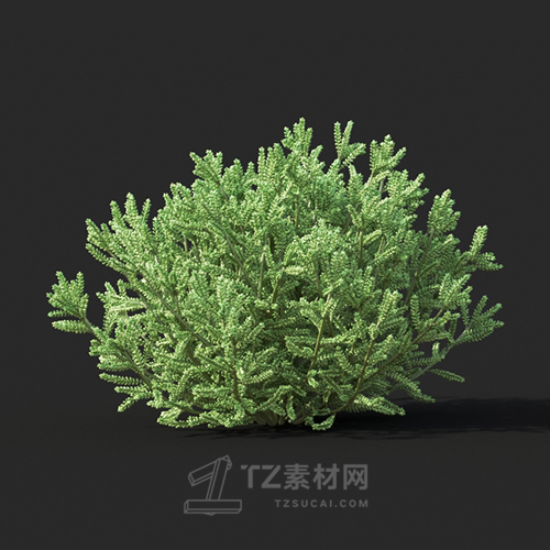 Maxtree - Plant Models Vol.60