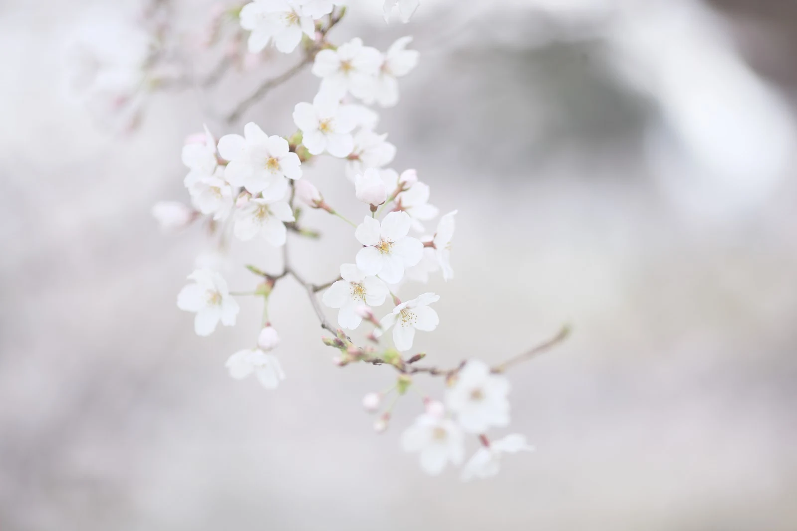 A Stunning Flowers, Cherry Blossom, Pastel, Depth Of Field, Closeup 5K Desktop and Mobile Wallpaper Background (5616x3744)