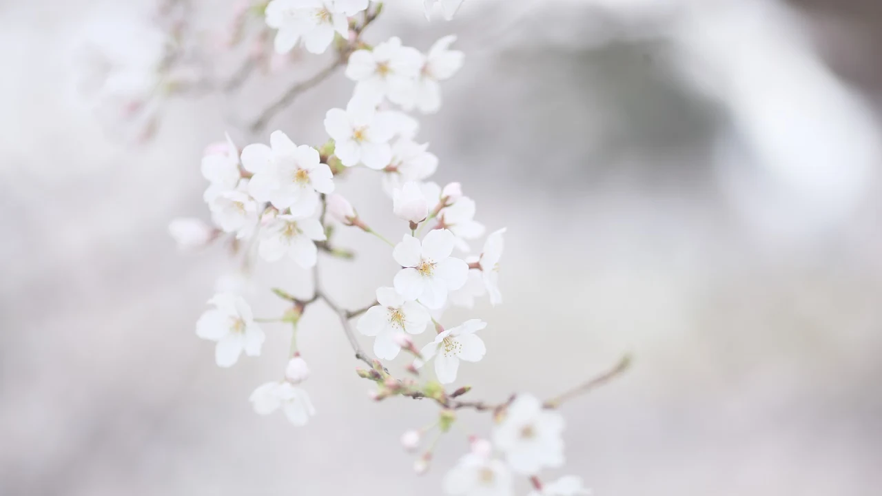 Flowers, Cherry Blossom, Pastel, Depth Of Field, Closeup 5K Desktop Wallpaper