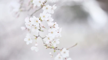 Flowers, Cherry Blossom, Pastel, Depth Of Field, Closeup 5K Wallpaper Background