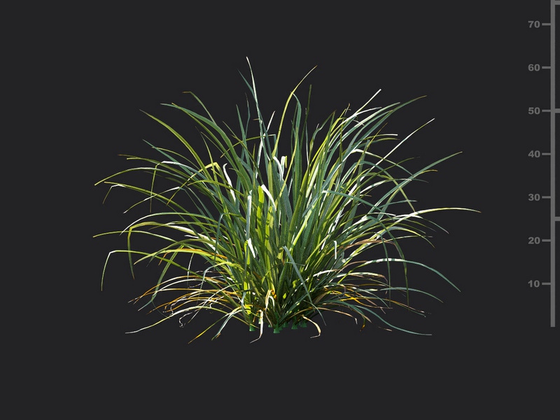 Maxtree - Plant Models Vol.115