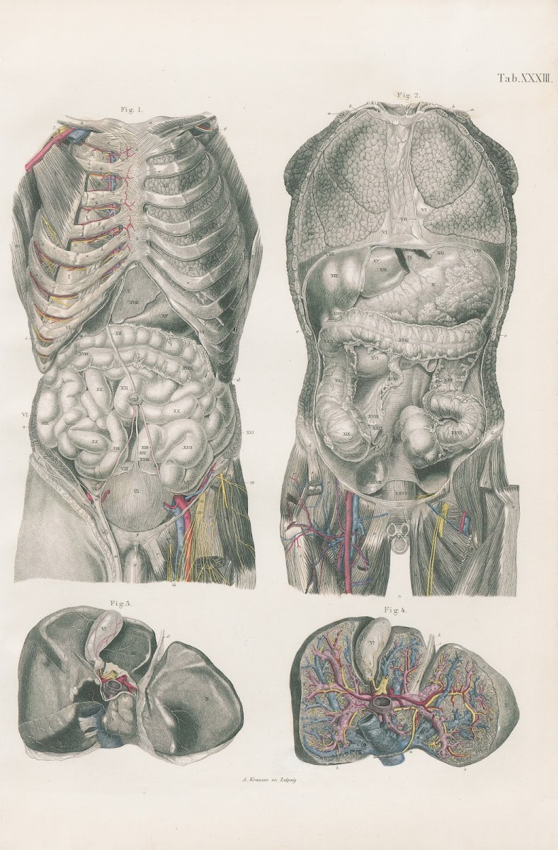Viscera of thorax abdomen and pelvis 1880