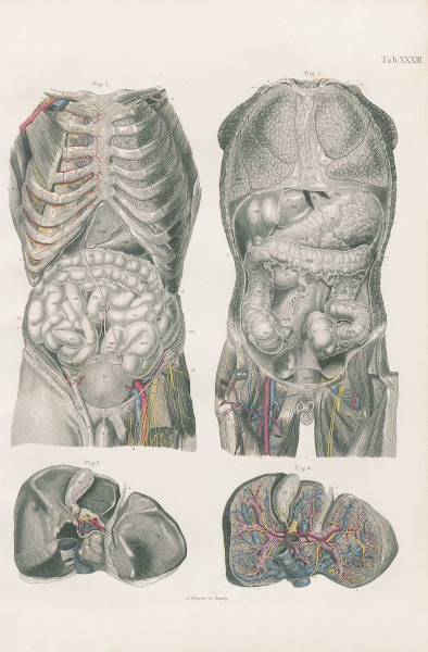 Viscera of thorax abdomen and pelvis 1880