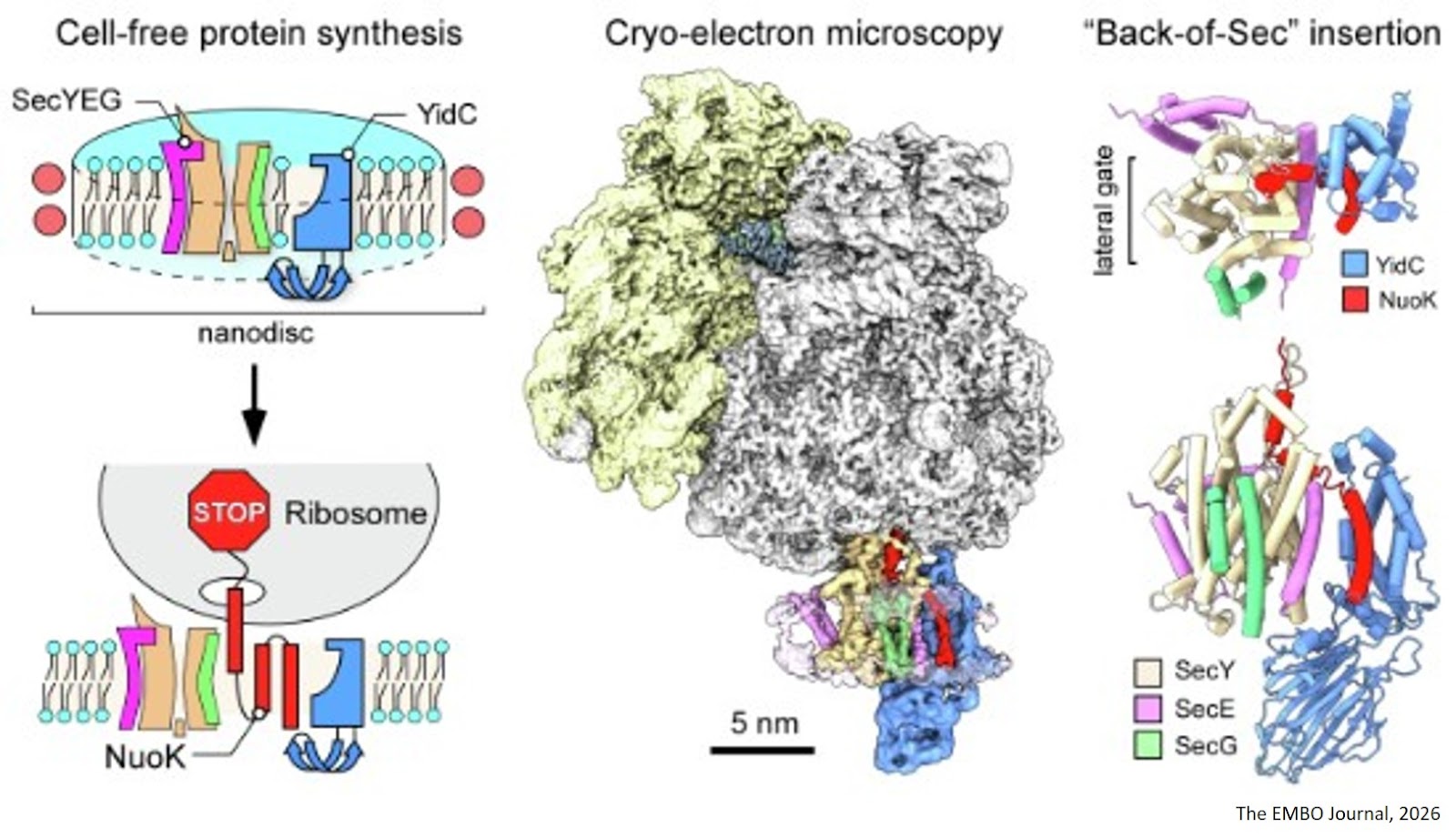 Substrate-induced assembly and functional mechanism of the membrane protein insertase SecYEG-YidC