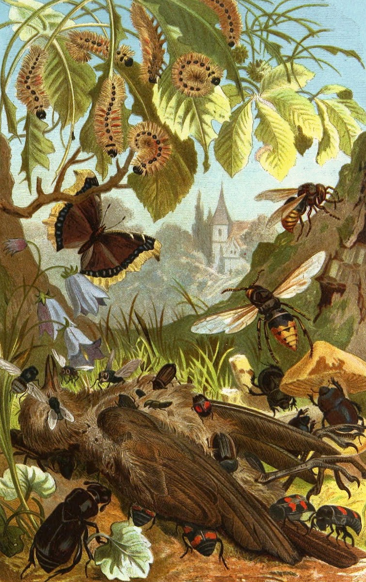 Die Insekten Tausendfussler und Spinnen Pl 03 1877