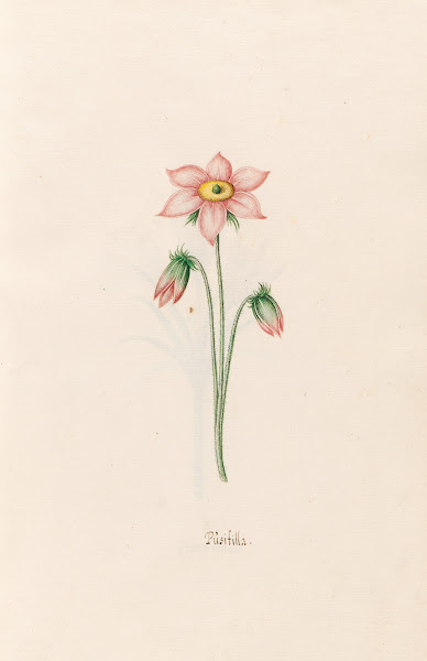 Püsifilla 1692