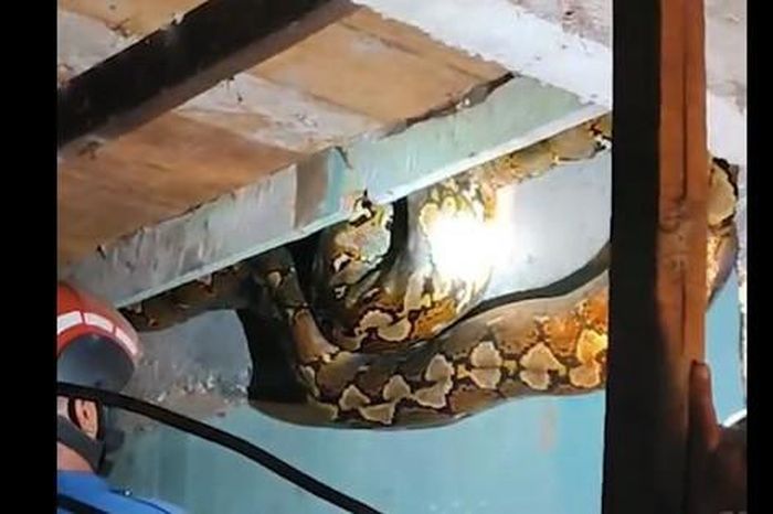 Bắt sống trăn khổng lồ dài 8,6 mét đột nhập vào nhà dân - Tạp chí Người Đưa Tin