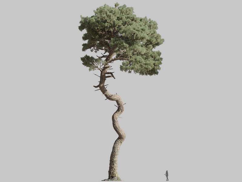 Maxtree - Plant Models Vol.126