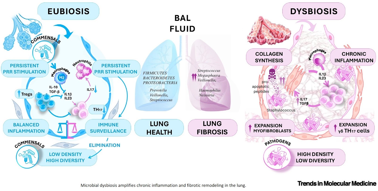 Lung fibrosis from a bacterial protein fragment