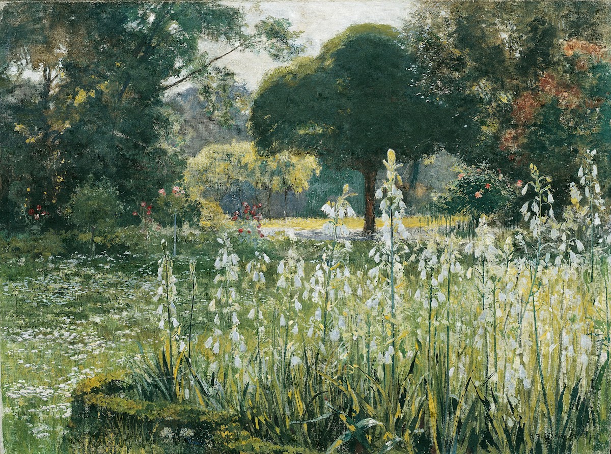 Sommerhyazinthen Galtonien Gladiolen 1901