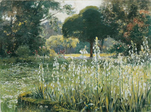 Sommerhyazinthen Galtonien Gladiolen 1901