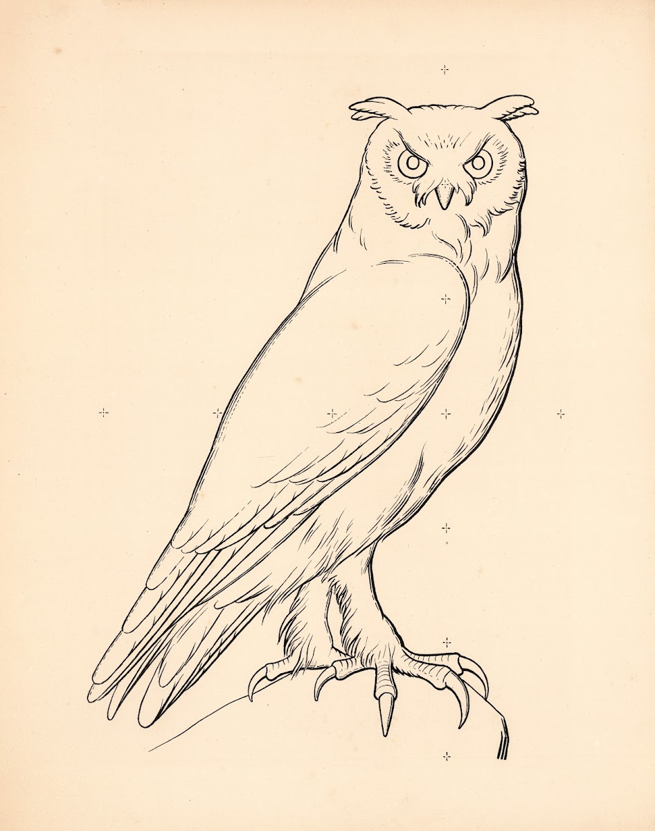 Owl 1863