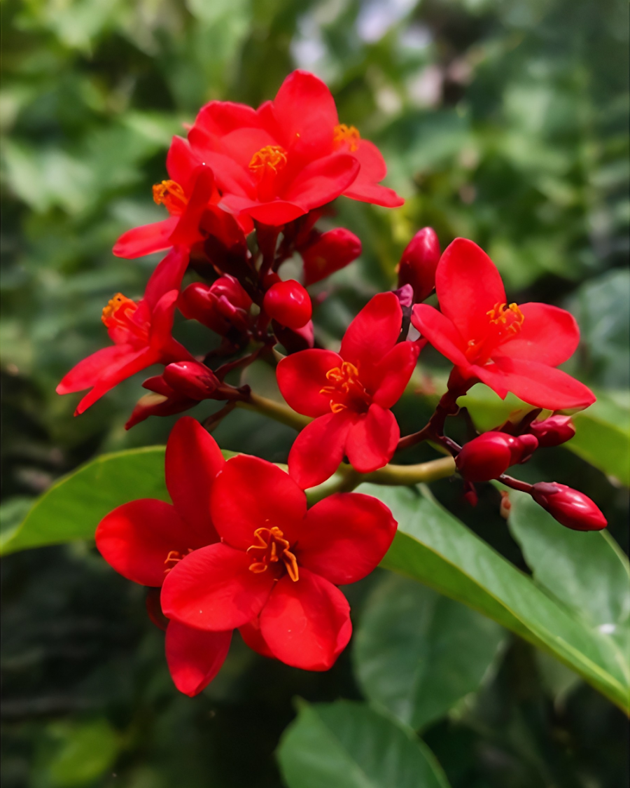 Jatropha Plant — view 5