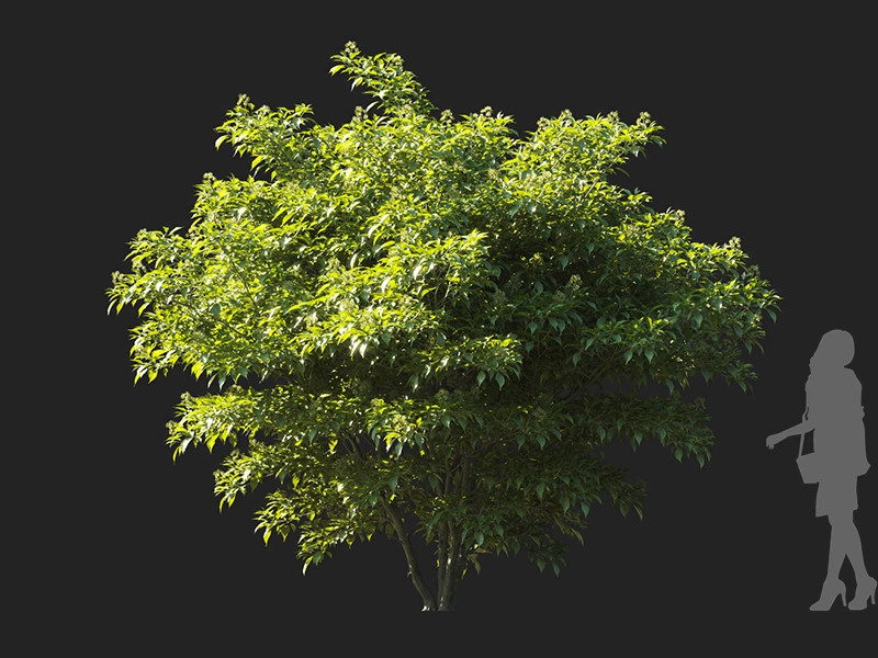 Maxtree - Plant Models Vol.122