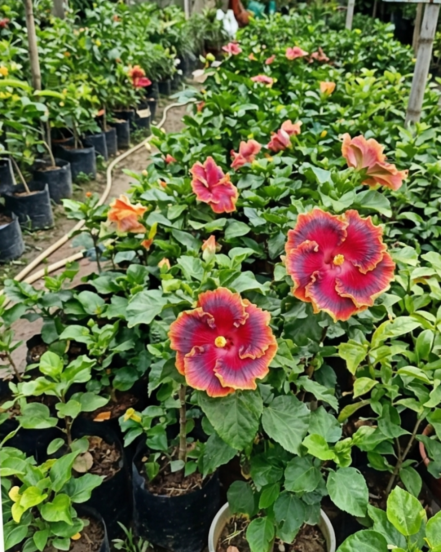 Hibiscus Night Runner — view 4