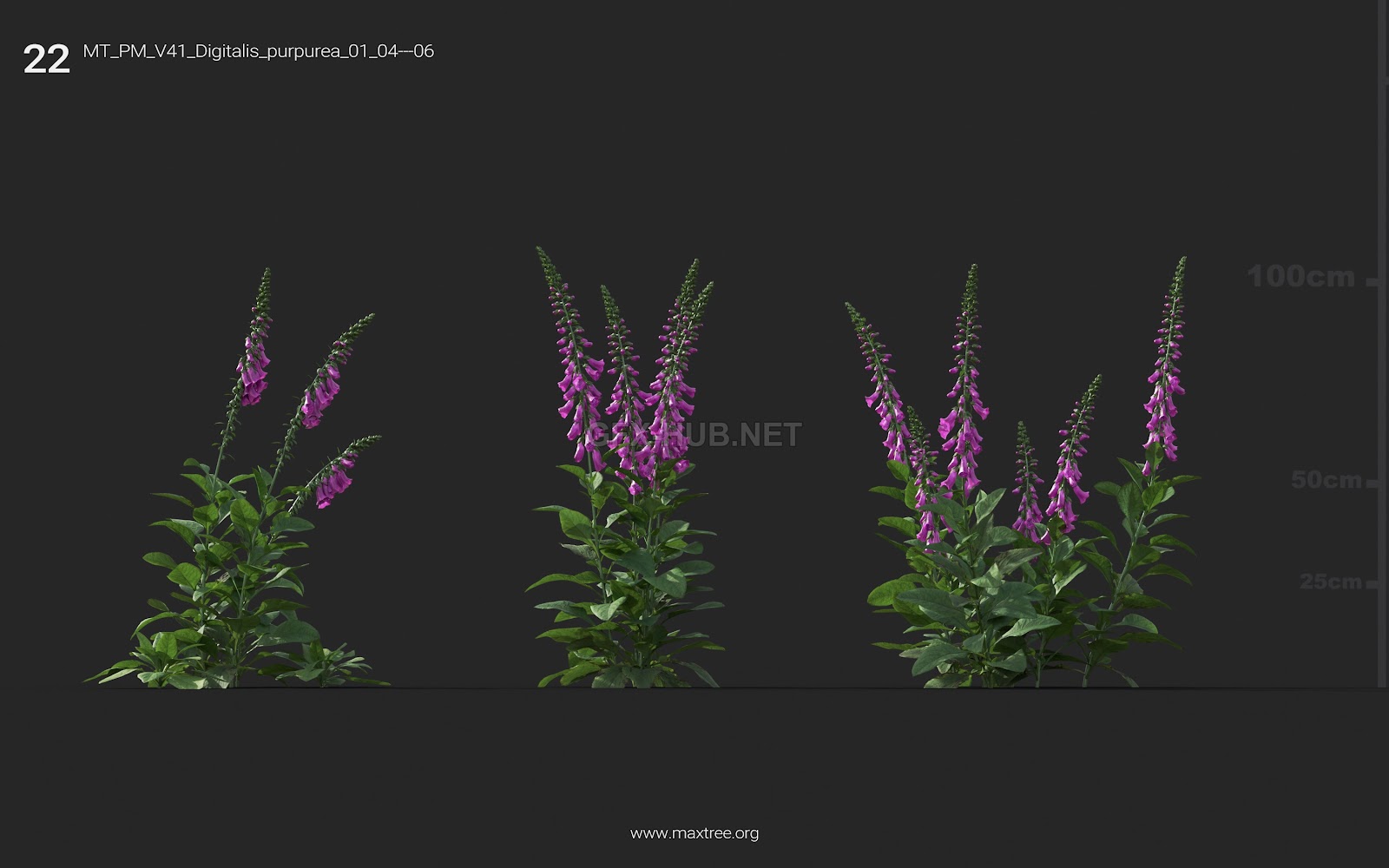 Maxtree - Plant Models Vol.41