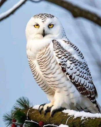 White Owl Picture