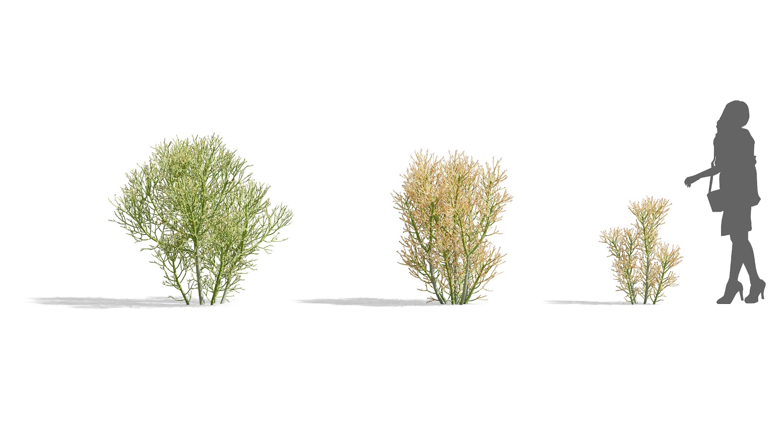 Maxtree - Plant Models Vol.73
