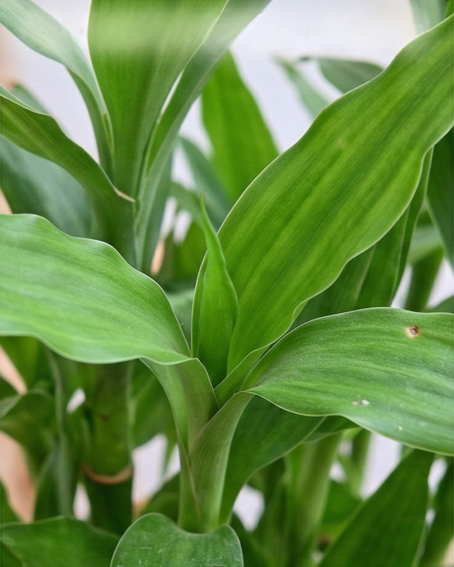 Baby Bamboo Plant — view 2