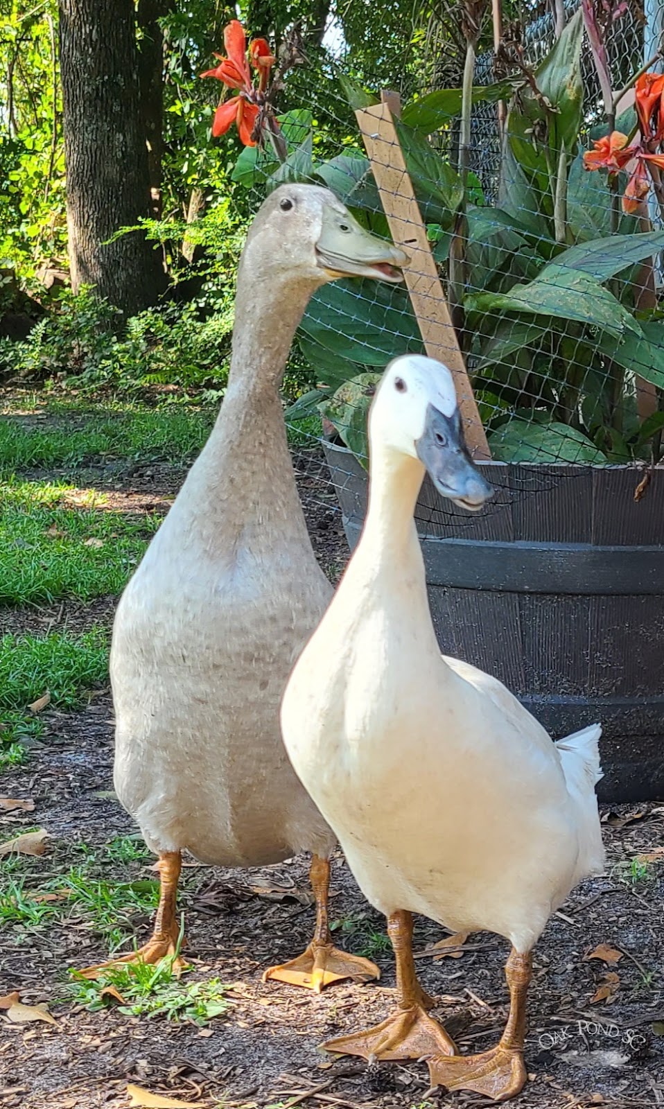 Silver Runner Duckling
