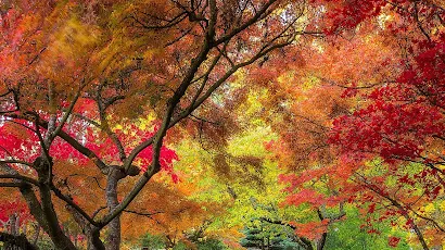Fall, Trees, Park, Plants 4K iPhone Wallpaper Background