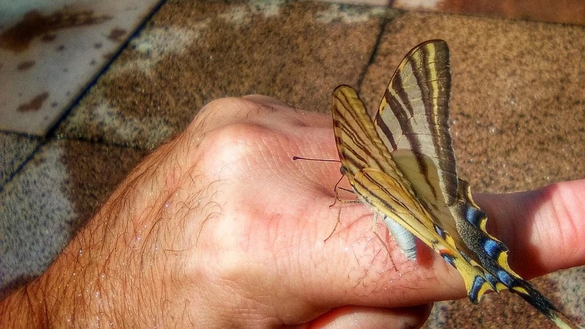 고래 싸움에 새우 등 터진다 속담의 심리적 갈등 구조와 사회적 영향