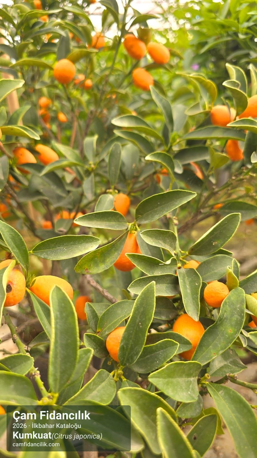 Kumkuat - Citrus japonica Çam Fidancılık Yalova foto 2