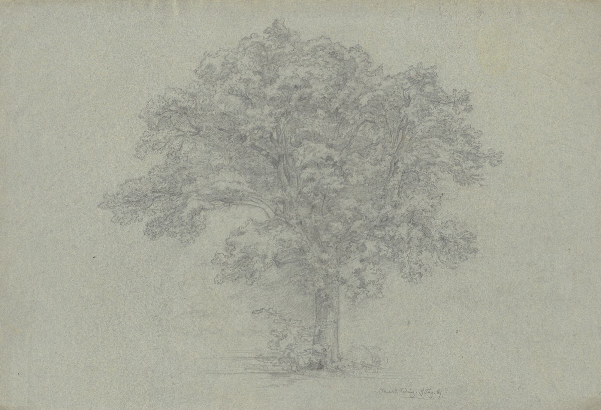 Tree 1861