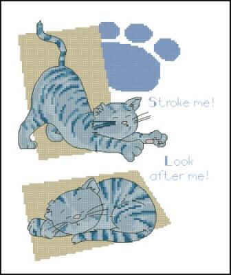 CMP 190122 Tabby Cat