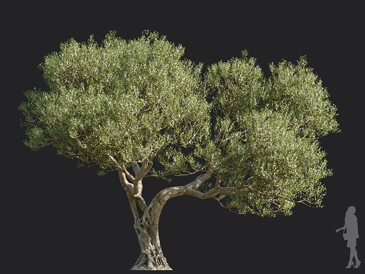 Maxtree - Plant Models Vol.113