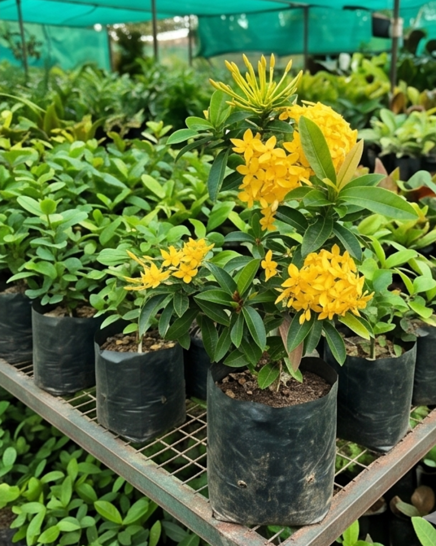 Ixora Yellow Plant — view 2