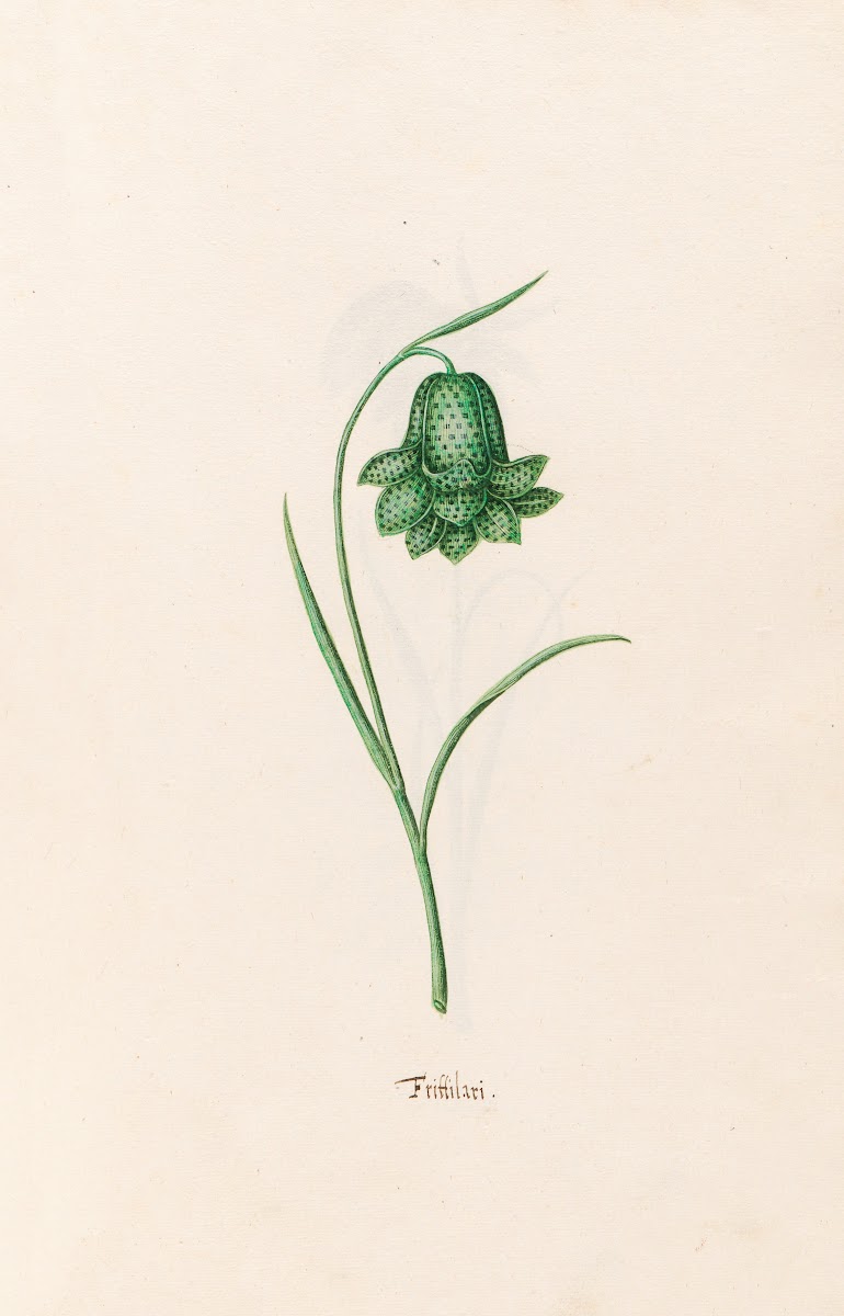 Frittilari Fritillaria 1692