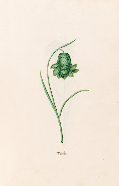 Frittilari Fritillaria 1692