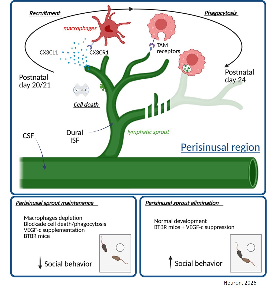 Macrophage-mediated refinement of the dural lymphatic regulates social behavior