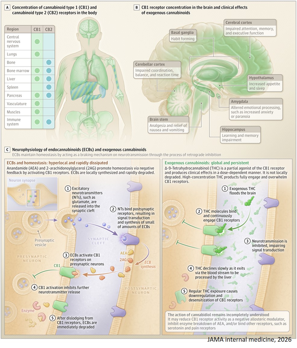 Cannabis and Mental Health