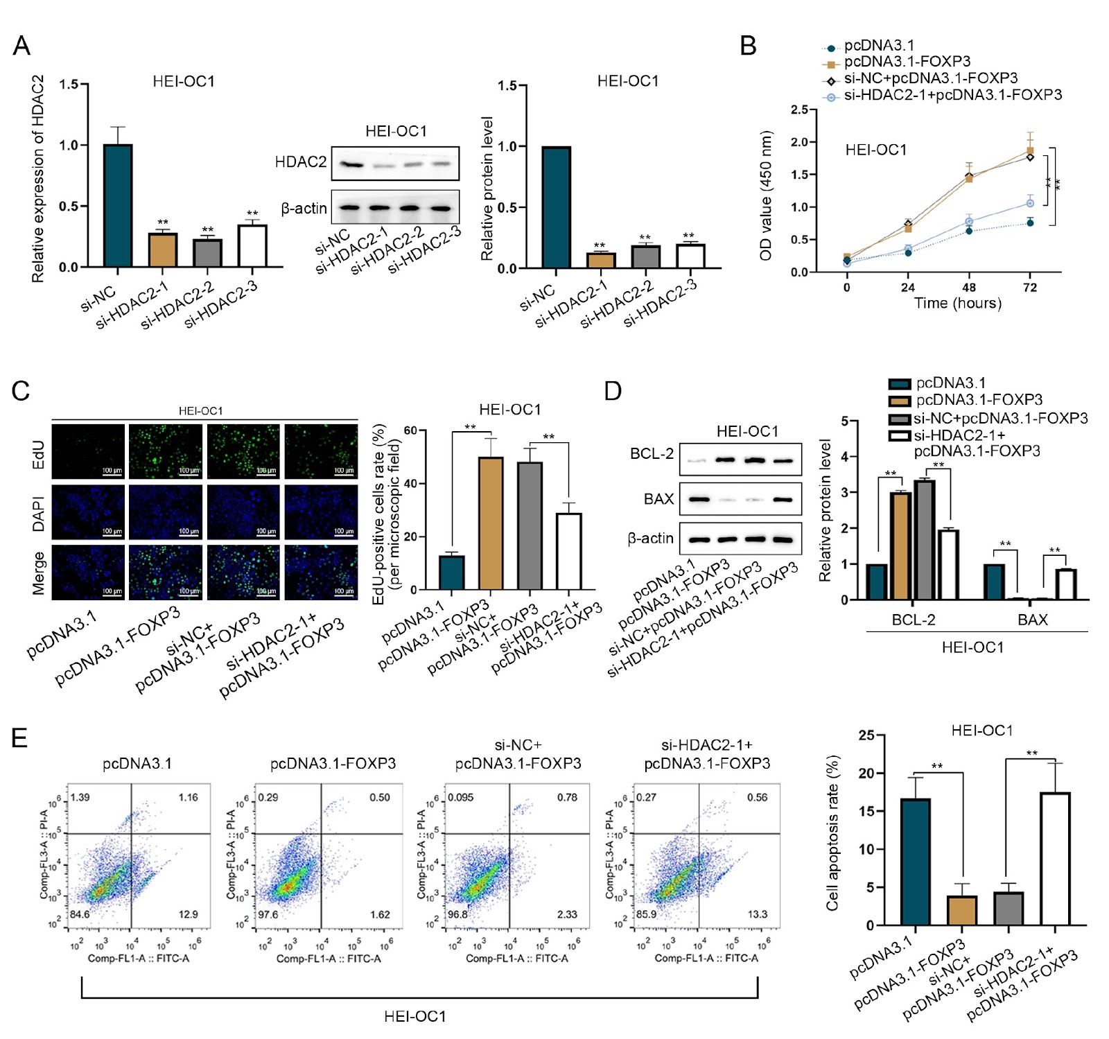 Tanshinone IIA potentiates the therapeutic efficacy of glucocorticoids in lipopolysaccharide-treated HEI-OC1 cells through modulation of the FOXP3/Nrf2 signaling pathway