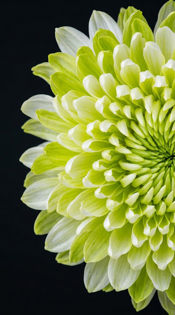 Vibrant White and Lime Green Chrysanthemum Flower Macro Shot - Free mobile Wallpaper