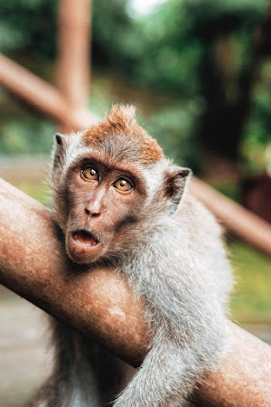 Monkey Picture