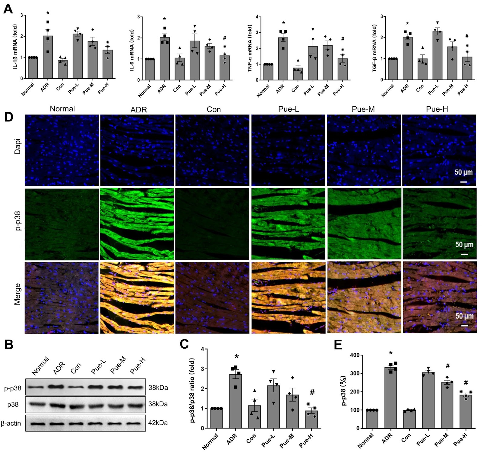 Puerarin inhibits NHE1 activity by interfering with the p38 pathway and attenuates mitochondrial damage induced by myocardial calcium overload in heart failure rats
