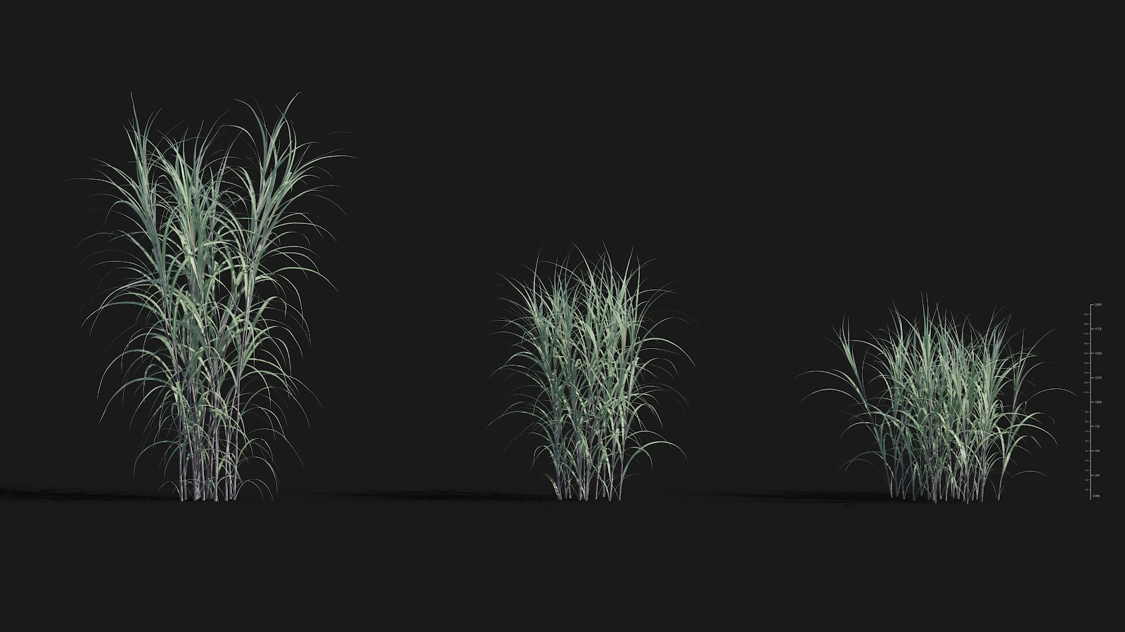 Maxtree - Plant Models Vol.29