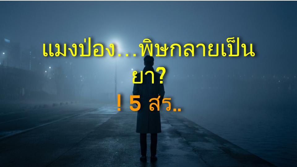 แมงป่อง…พิษกลายเป็นยา?! 5 สรรพคุณที่ทำให้คุณต้องอึ้ง