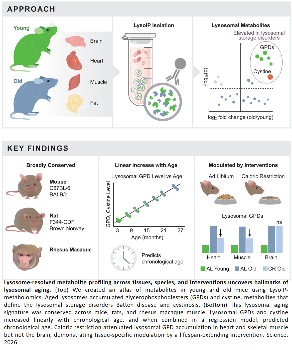 Linking lysosomal aging with lysosomal storage disorders