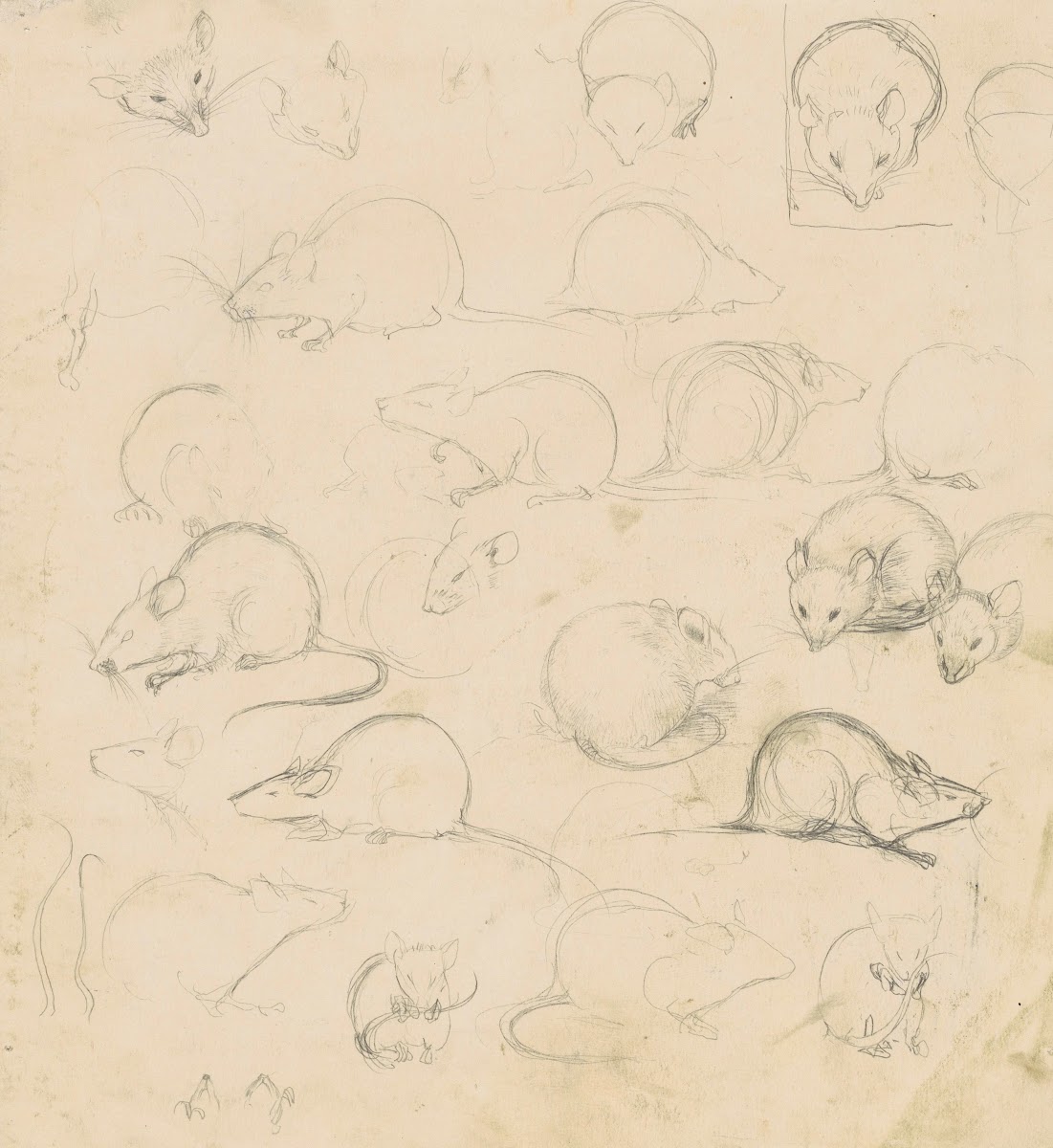 Studies van een muis 1900 1920