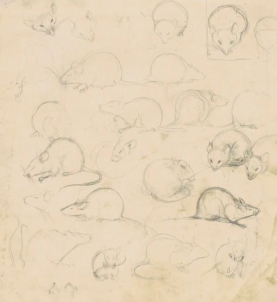 Studies van een muis 1900 1920